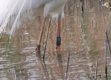 Garzetta con anelli